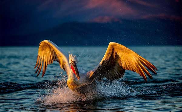 Dalmatian pelican in Lake Kerkini, Greece.