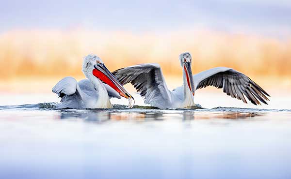 Dalmatian pelicans in Lake Kerkini, Greece.