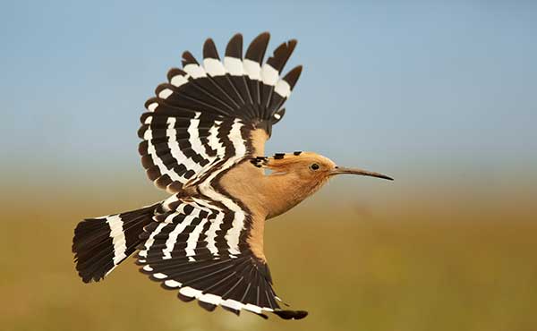 Hoopoe in Europe