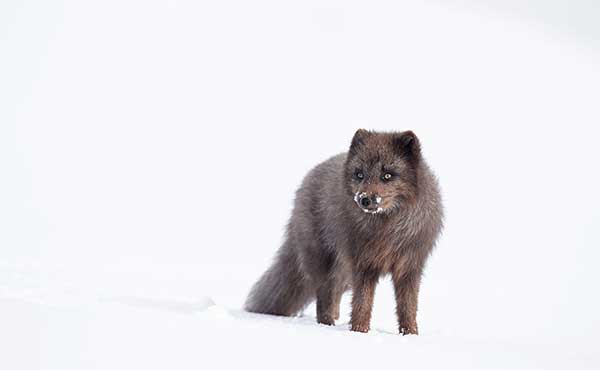 Arctic fox in Iceland.