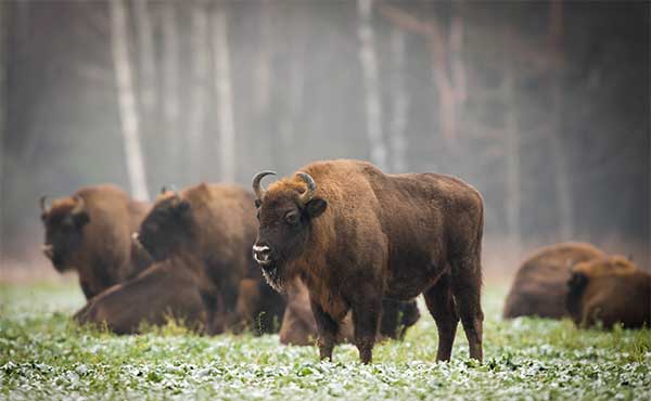 European bison in winter