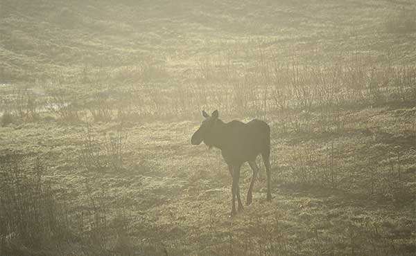 Elk in Poland