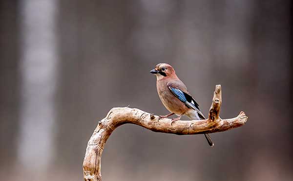 Eurasian jay in Poland.