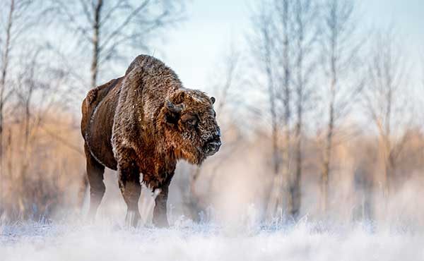 European bison in Poland