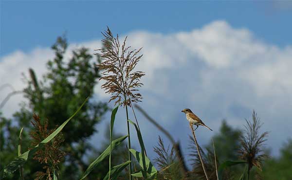 Red-backed shrike.