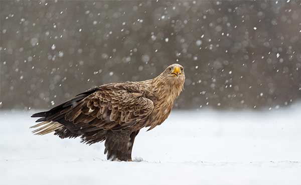 White-tailed eagle in Poland.