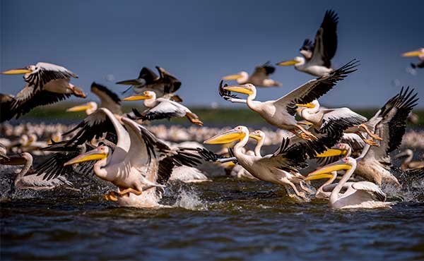 Great white pelicans in the Danube Delta, Romania.