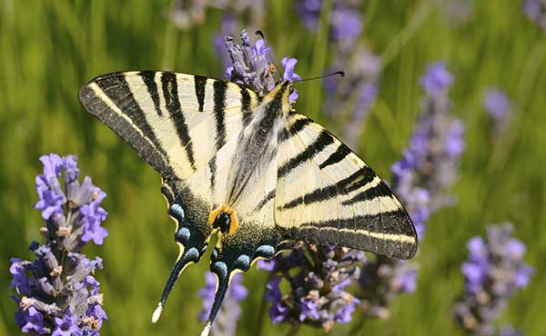 Scarce swallotail butterfly in France