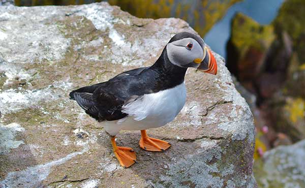 Atlantic puffin in the Isle of Mull, Scotland