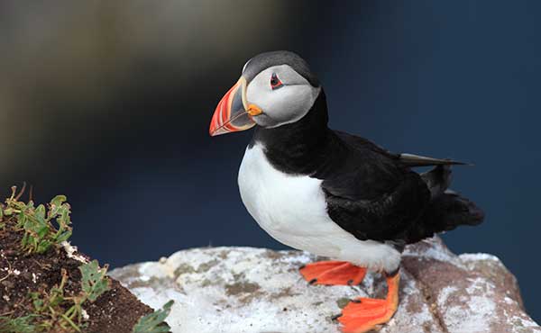 Atlantic puffin in Scotland