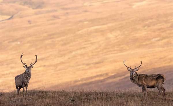 Pair of red deer stag in the Scottish Highlands
