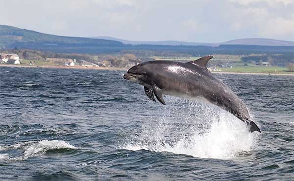 Bottlenose dolphin in the Isle of Mull, Scotland