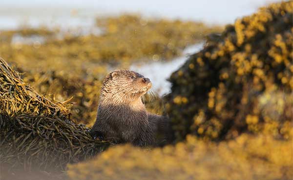 Otter in the Isle of Mull, Scotland