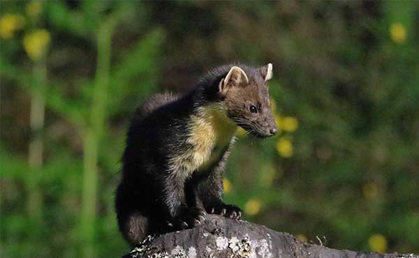Pine marten in Scotland.
