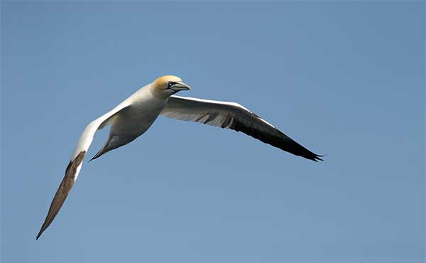 Northern gannet in flight in the Shetland Islands, Scotland
