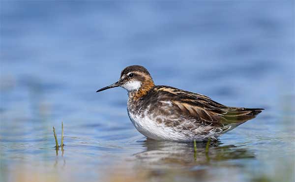 Red-necked phalarope in the Shetland Islands, Scotland