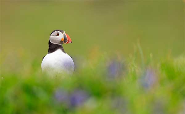Atlantic puffin in Treshnish Isles, Scotland.