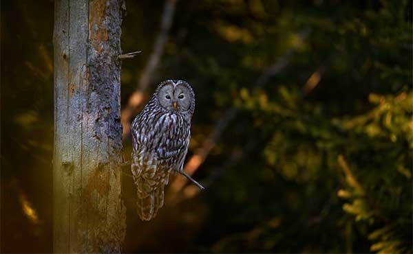 Ural owl in Slovakia