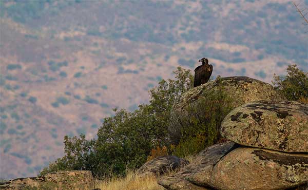 Cinerous vulture in Spain.
