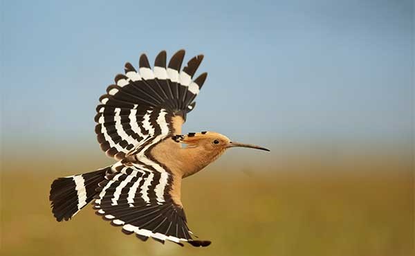 Eurasian hoopoe in Spain