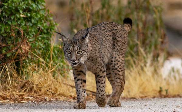 Lynx in Spain.