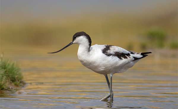 Avocet in the UK