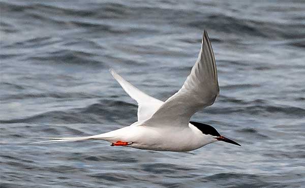 Roseate tern in Northumberland, UK.