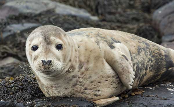 Grey seal on Farne Island, UK