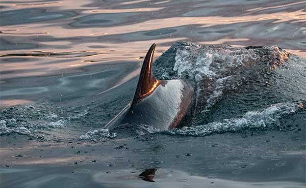 Bottlenose dolphin in Northumberland
