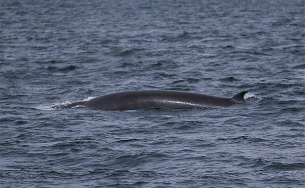 Minke whale in Isle of Mull