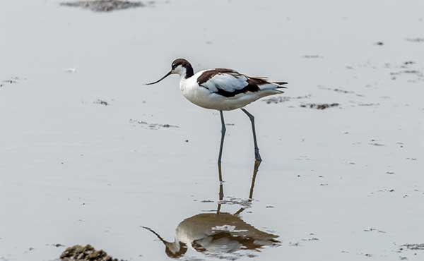 Avocet in Leighton Moss, Lancashire