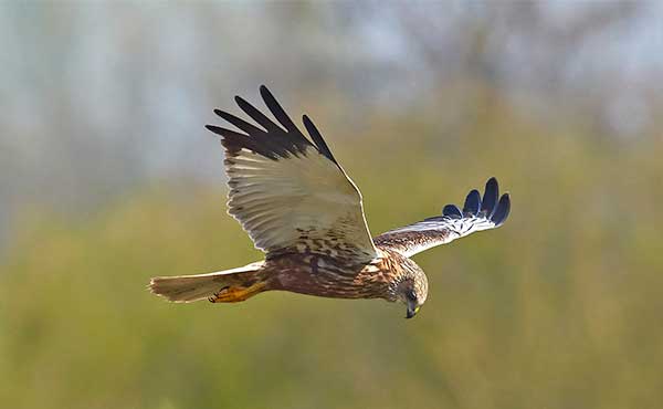 Marsh harrier in the UK