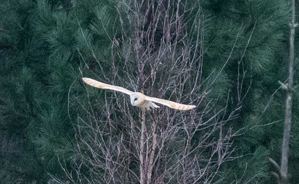 Barn owl in Norfolk.