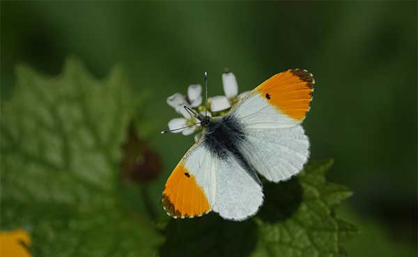 Orange-tip butterfly in the UK