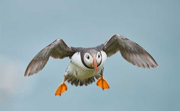 Atlantic puffin in Pembrokeshire, Wales