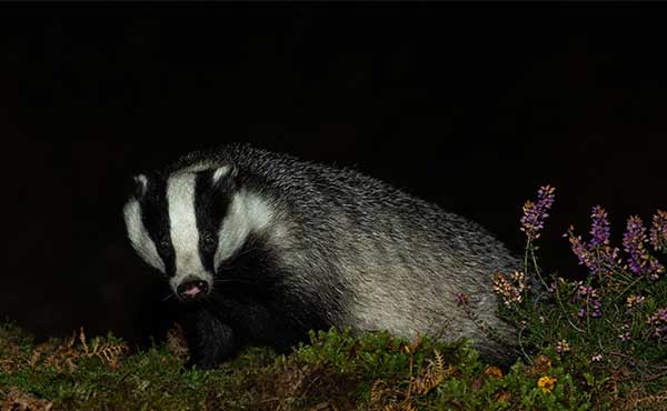 Badger in Scotland