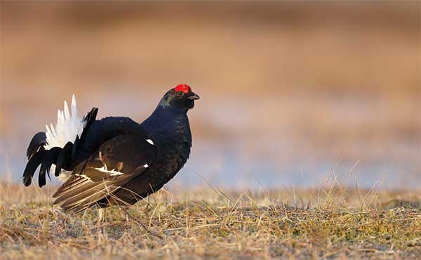 Black grouse in Scotland