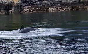Bottlenose dolphin in Scotland