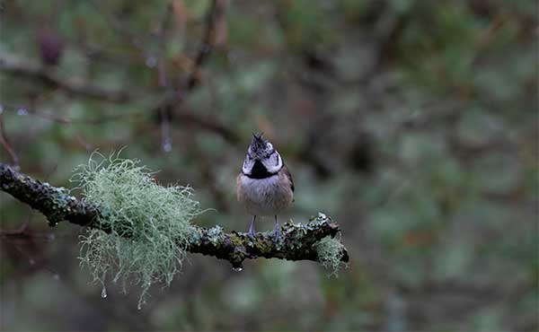 Crested tit in Scotland