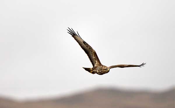 Buzzard in flight over Isle of Mull in Scotland