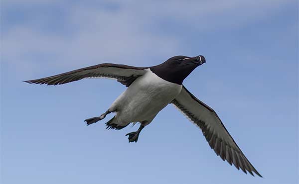 Razorbill in Lunga, Isle of Mull