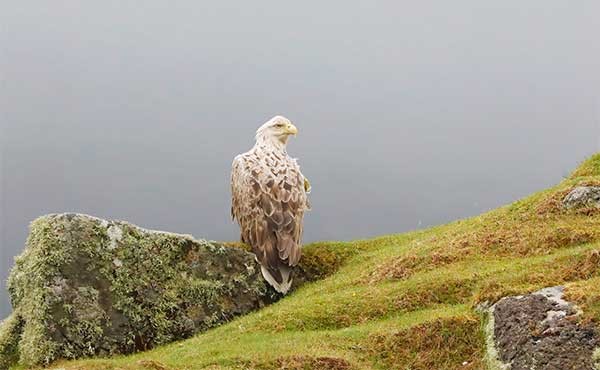 White-tailed eagle on the Isle of Skye.