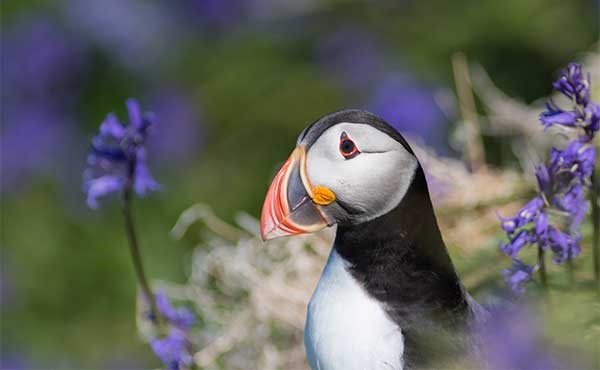 Atlantic puffin on Lunga, Scotland
