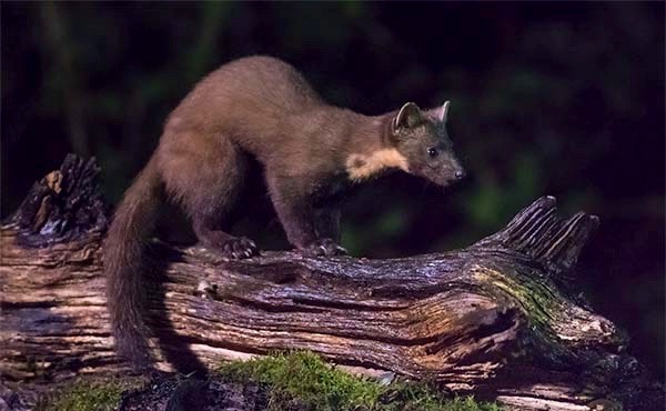 Pine marten in Scotland
