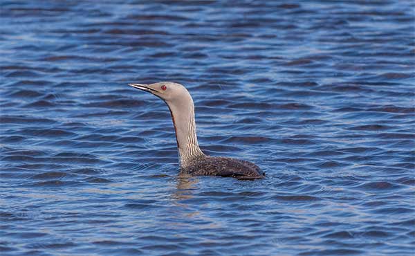 Red-throated diver in Scotland