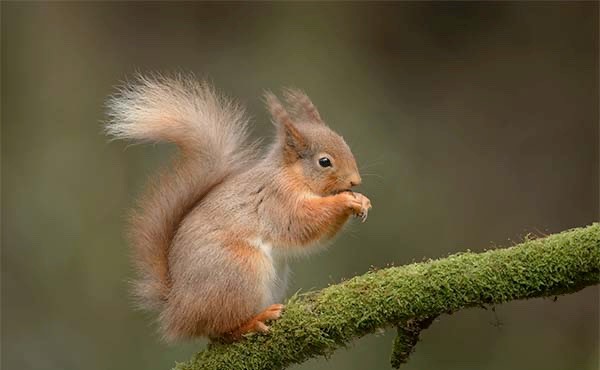 Red squirrel in Scotland