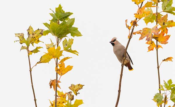 Waxwing in Scotland