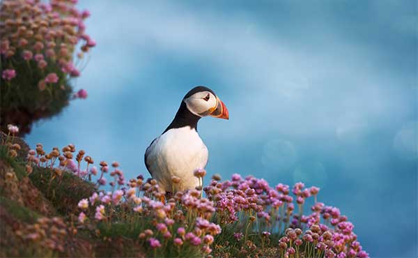 Atlantic puffin in the Shetland Islands, Scotland