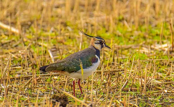 Lapwing in Somerset, the UK