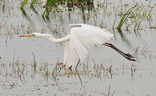 Great white egret in the Somerset Levels